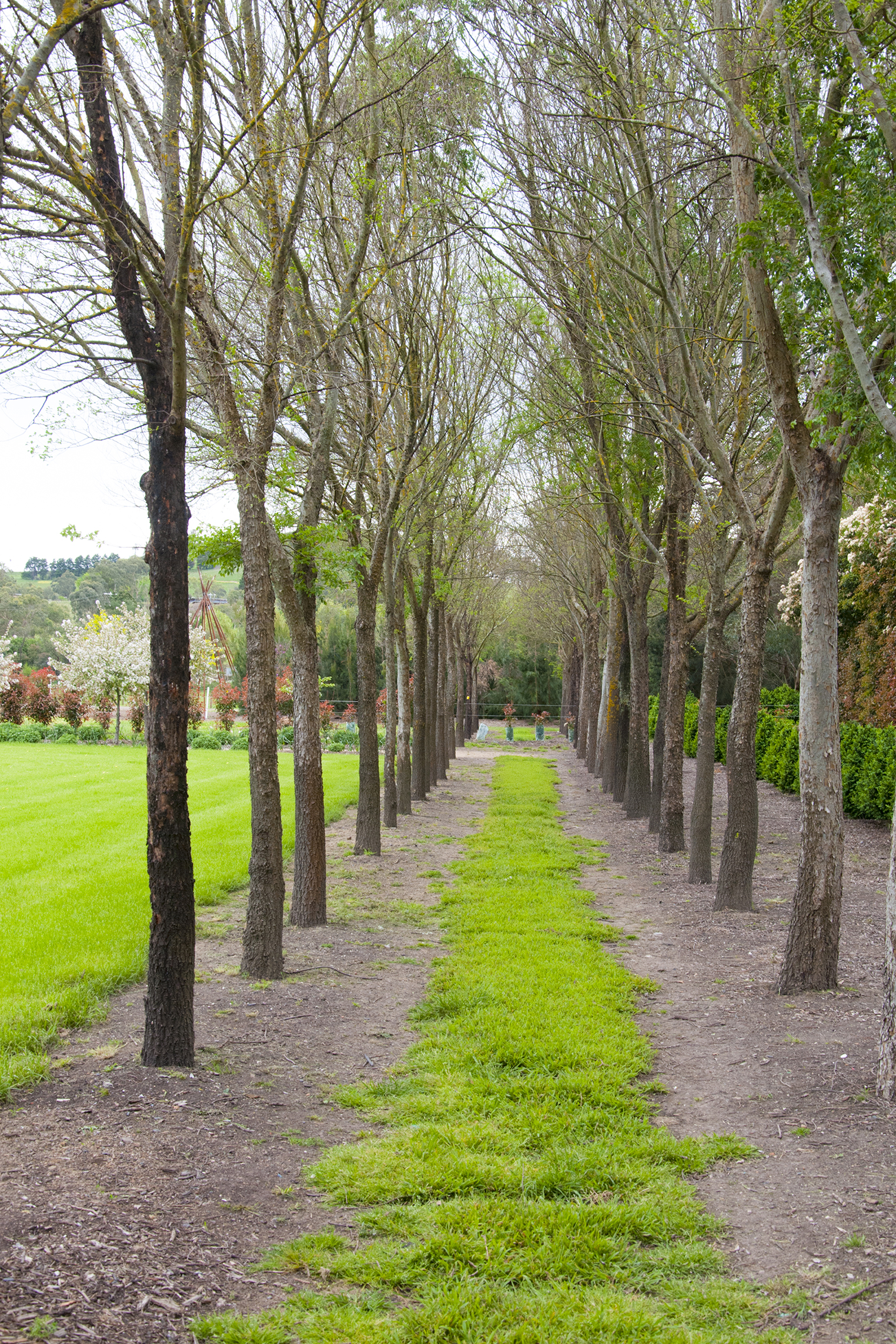 Birch Grove